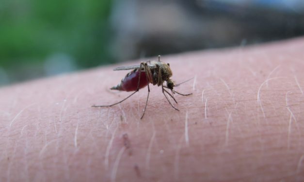 Muertes y casos de malaria aumentaron por las disrupciones de la pandemia